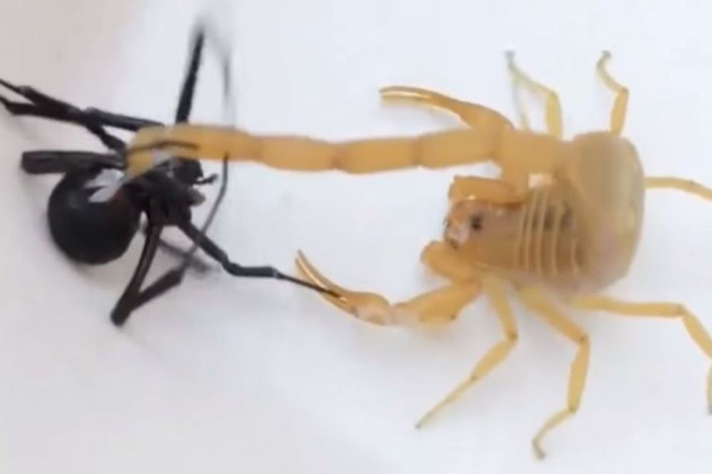 Crna udovica vs. Škorpija: Epska bitka smrtonosnih otrovnica (VIDEO)