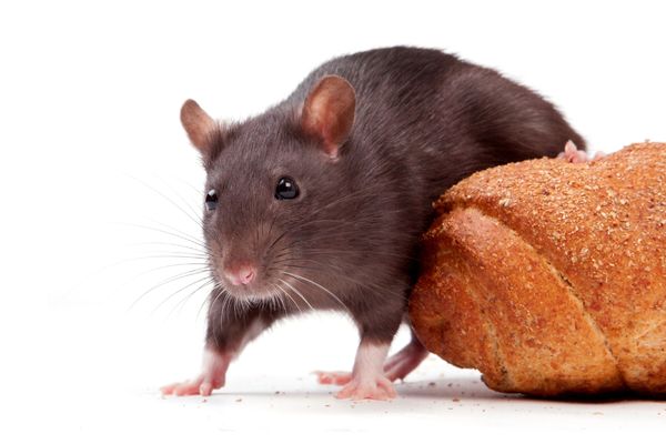 Jezivitet: Pronašla je leš pacova u hlebu iz pekare! (FOTO)
