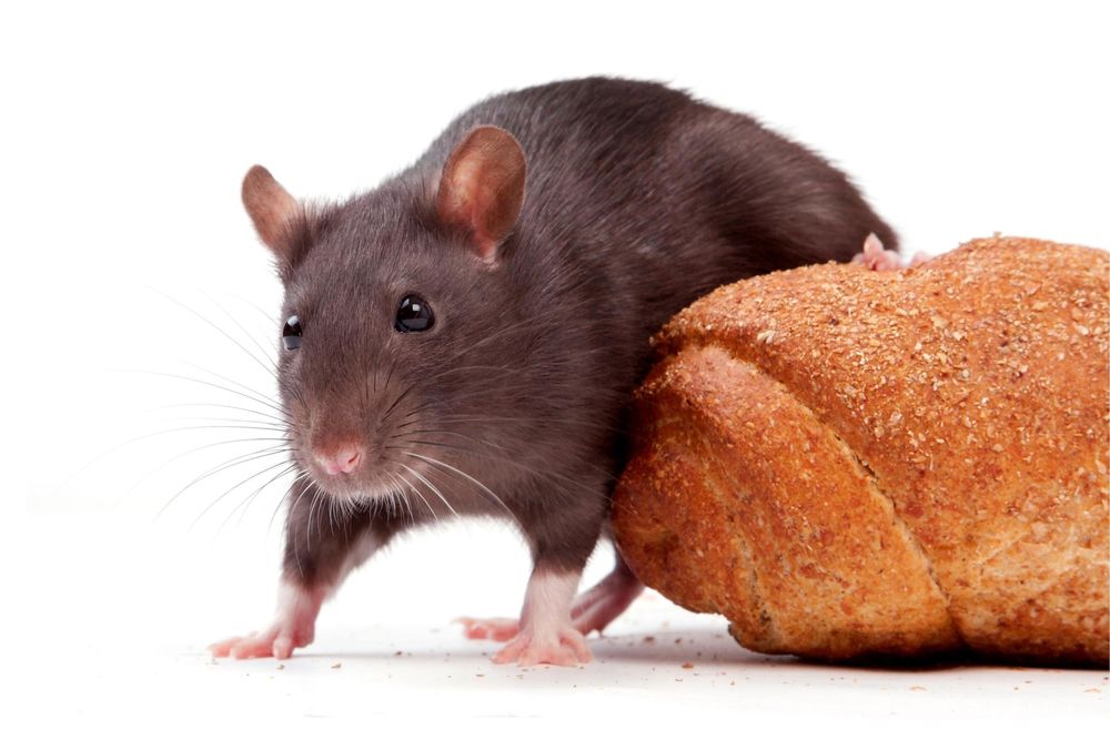 Jezivitet: Pronašla je leš pacova u hlebu iz pekare! (FOTO)