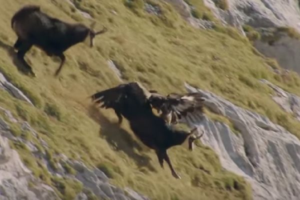 Divlja borba za život: Orao napao divlju kozu i proveo se ko bos po trnju! (VIDEO)