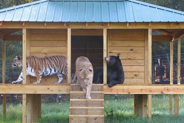 Medved, lav i tigar se slažu kao braća (FOTO) (VIDEO)