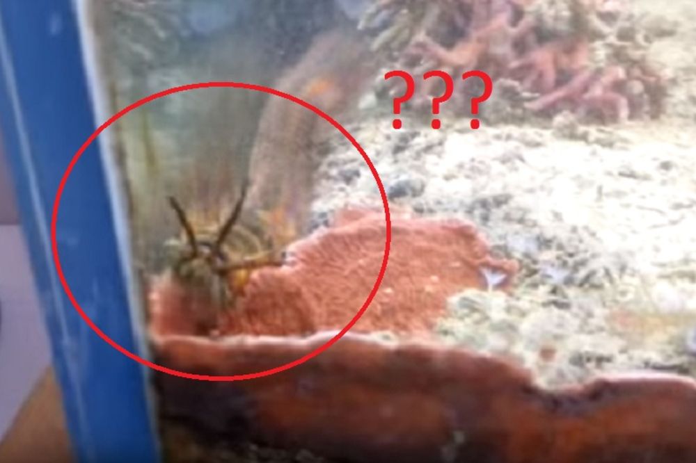 Držao je ribice u akvarijumu, a onda je unutra pronašao čudovište od 2 metra! (VIDEO)