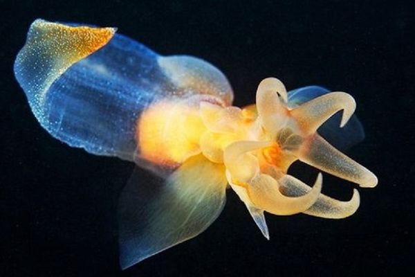 17 nenormalno lepih fotografija fluorescentnih morskih stvorenja (FOTO) (VIDEO)
