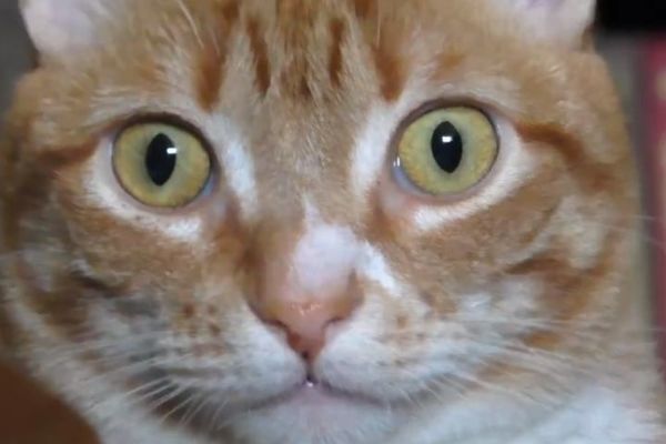 Radoznalost je zbunila mačku: Gazda je svoju ljubimicu potpuno izbezumio! (VIDEO)