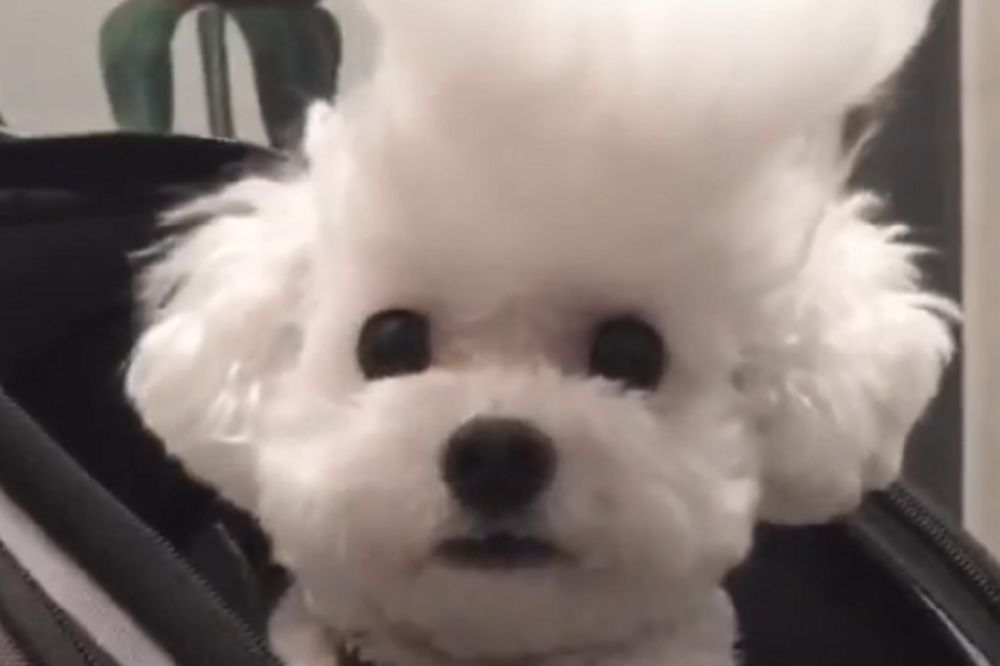 Totalno je moderan: Da li ovaj psić ima najgotivniju frizuricu ikada? (FOTO) (VIDEO)