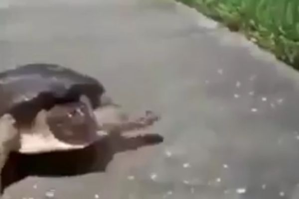 Lagali su vas: Ko je to rekao da su kornjače spore? (VIDEO)