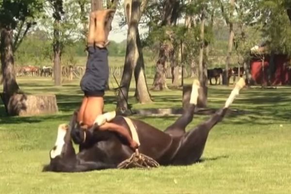 Zvuči somnabulno, ali zaista postoji konjska joga! (VIDEO)