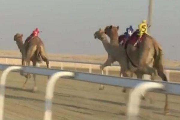 Luksuz na delu: Kad šeici spremaju kamile za trke, ne štede pare (VIDEO)