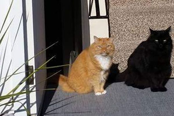 Da li su na slici dve mačke ili jedna? Fotka koja je izludela Internet! (FOTO)