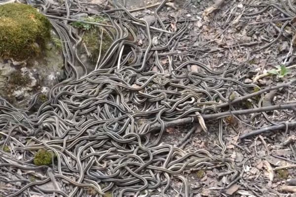 Od ovoga se ledi krv u žilama: Probudilo se najveće leglo zmija na svetu! (VIDEO)