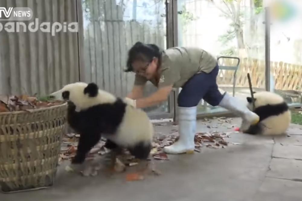 Koliko je dooobro! Ono kada vam panda pomaže u čišćenju (VIDEO)
