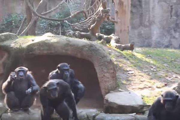 Šimpanze su se okupile oko mrtvog drugara. Ono što su uradili menja sliku o ovoj vrsti (VIDEO)