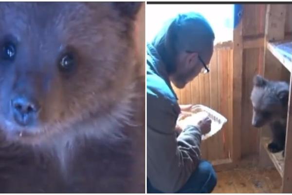 Rusi usvojili mladunče medveda koje je ostalo siroče (VIDEO)