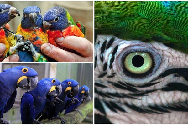 Srećan dan papagaja! 10 razloga zašto su ovo najgotivnije životinje! (VIDEO) (GIF) (FOTO)