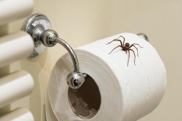 Ako uradite ovih 5 stvari više nikad nećete videti pauka u kući (FOTO) (GIF)