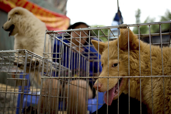 Slike koje su zgrozile svet: Festival psećeg mesa u Kini (UZNEMIRUJUĆI SADRŽAJ)