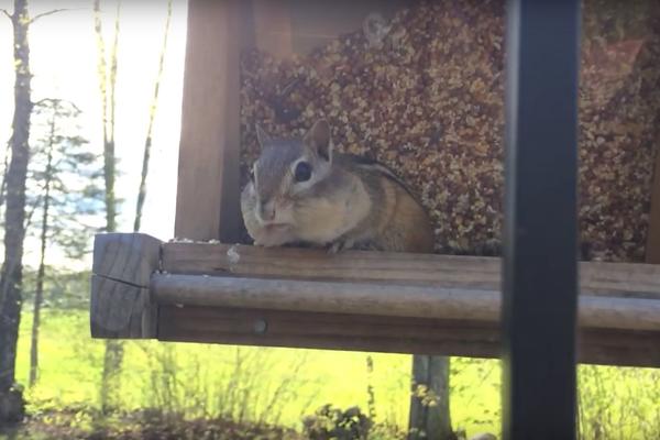 Valjanje od smeha: Veverica lopov uhvaćena na delu! (FOTO) (VIDEO)