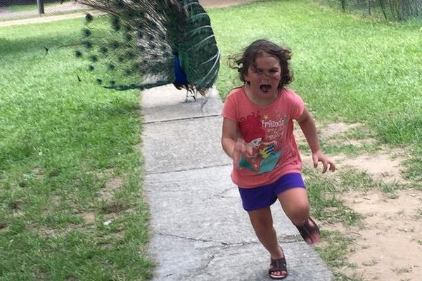 Prestravljena devojčica je bežala od pauna, a njena fotka je postala zabava za ceo net (FOTO)