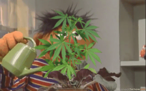Pozvao policiju zato što mu je ćale spalio svu marihuanu (GIF)