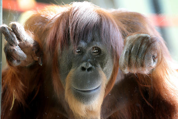 Htela je da pomazi orangutana, a njemu je ruka malo zalutala: Smeh zagarantovan! (VIDEO)