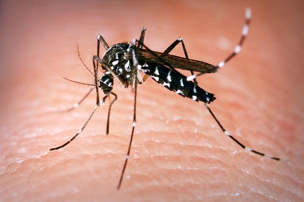Smrtonosni tigrasti komarci: Prenose opasan virus, a ovog leta stižu u Veliku Britaniju!