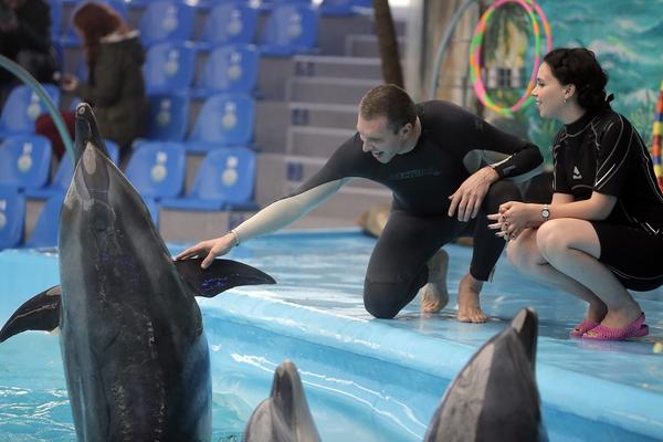 Prišla je bazenu, a delfini su je žešće iznenadili! (VIDEO)