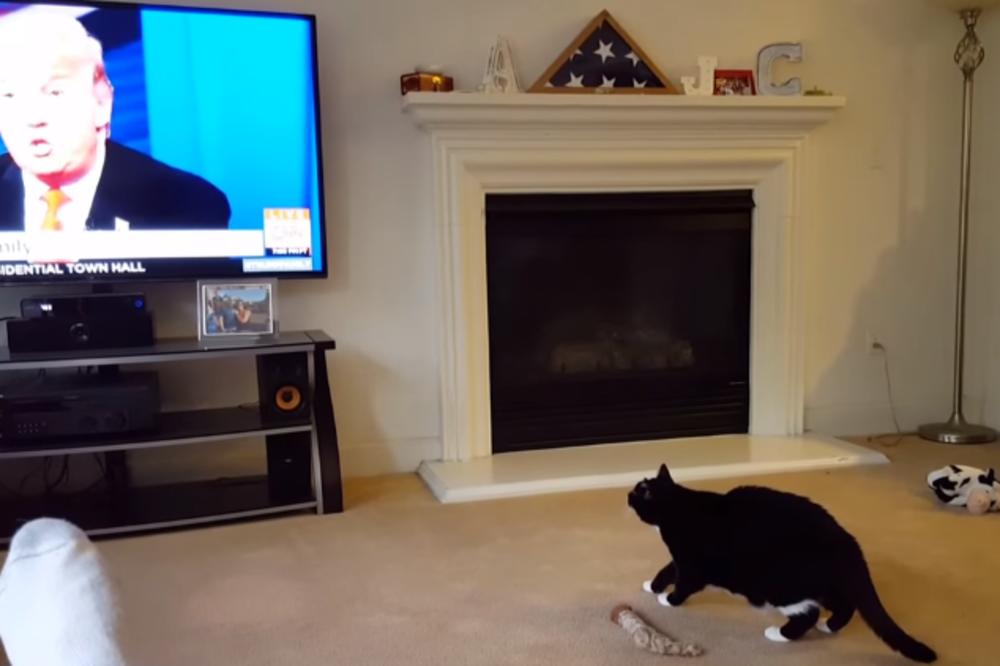 Pogledajte kako ova maca reaguje kad vidi Trampa! (VIDEO)