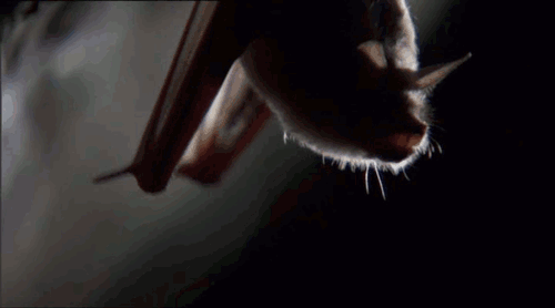 Užas božji: Čamili 7 sati u pećini punoj slepih miševa! (VIDEO)
