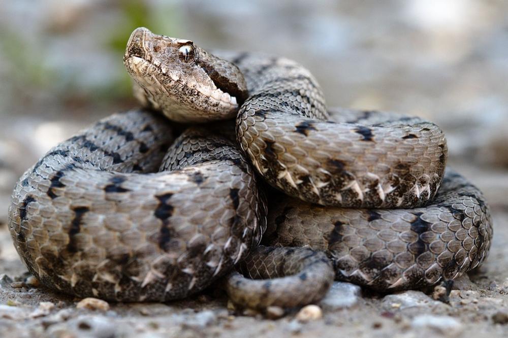 Da li je realno? U Srbiji se pojavila najotrovnija zmija na svetu! (VIDEO) (FOTO)