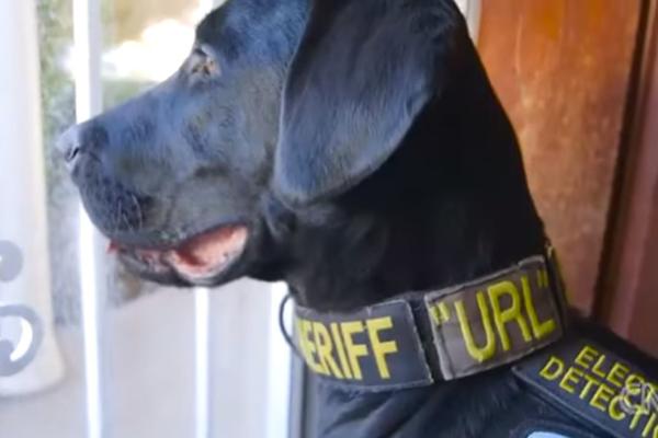 Porno labrador: Ovaj policijski pas baš ima nos za nevaljale filmove! (FOTO) (VIDEO)