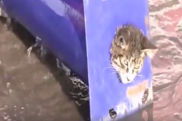 Mačketina u slatko-tužnom sosu: ZaGlavila se u cevi, ali bukvalno! (VIDEO)
