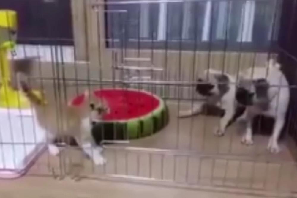 Mala maca se ustremila na dva psića: Prvo su zalajali, a onda su uradili nešto baš čudno (VIDEO)
