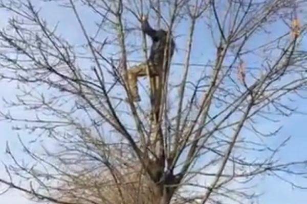Vojni invalid se popeo na drvo i pretio da će skočiti! (VIDEO)