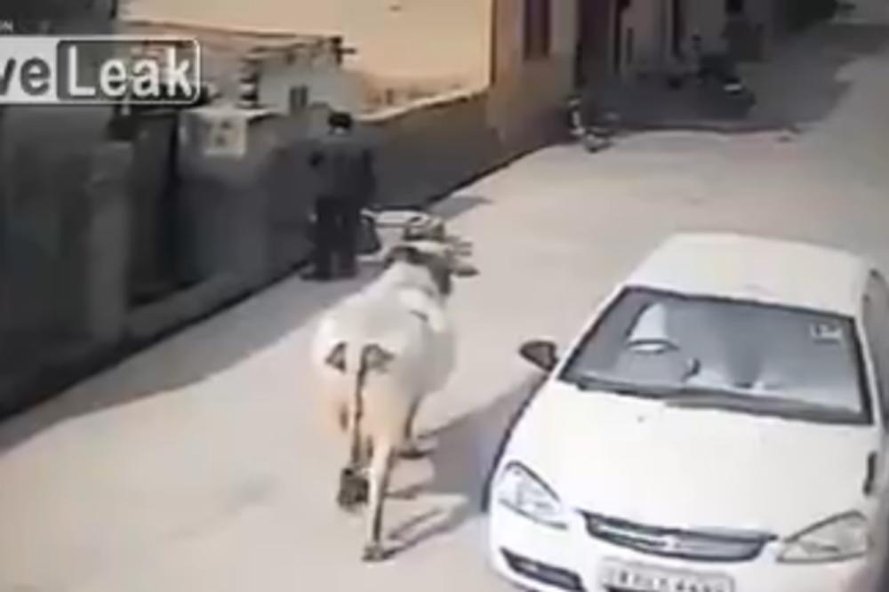 POCEPALA GA JE: Krava napala čoveka iz čista mira na ulici! (VIDEO)