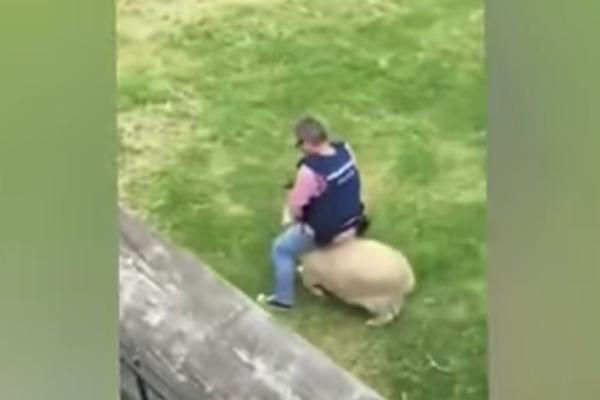 E ovo je borba protiv kriminala: Ovca napala policajca, a on je zajahao! (VIDEO)