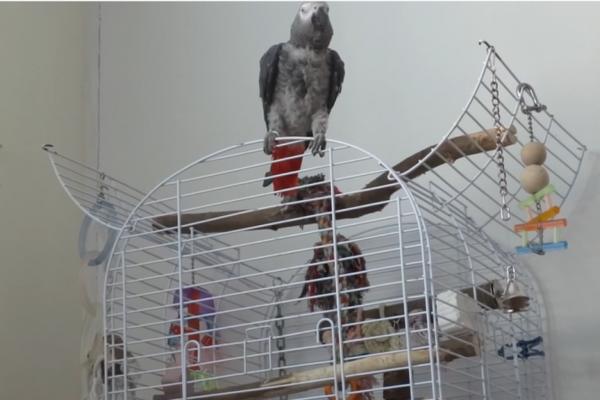 HIT! Sarajlija prodaje papagaja koji izgovara Allahu ekber? (VIDEO)