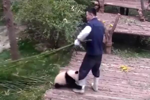 PROBAJTE DA SE NE OTOPITE! Mali panda se ne odvaja od mladog Kineza! (VIDEO)