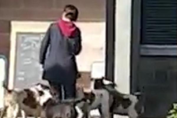 Strašan prizor na ulici: Čopor pitbulova napao prolaznike, policija ubila dva psa! (FOTO) (VIDEO)