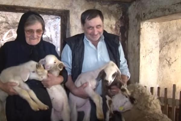 KAKO JE SREĆA POSLUŽILA VUČIĆA, TAKO I MENE: Vlasnik ovce koja je ojagnjila četvorke govori za Espreso! (VIDEO)