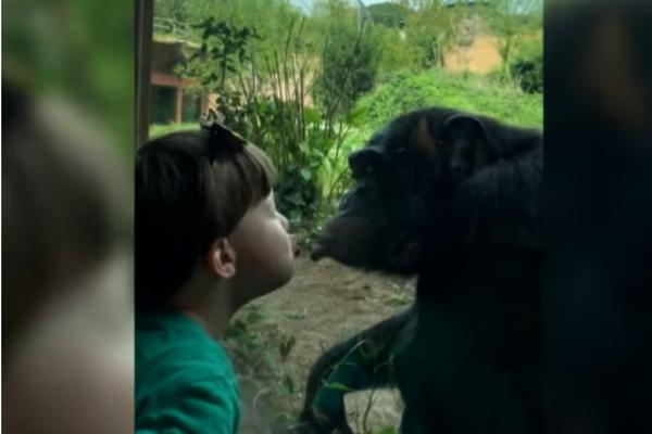 Pripremite se za PRETERANU SLATKOĆU: Dečak (4) ljubi šimpanzu kroz staklo! (VIDEO)