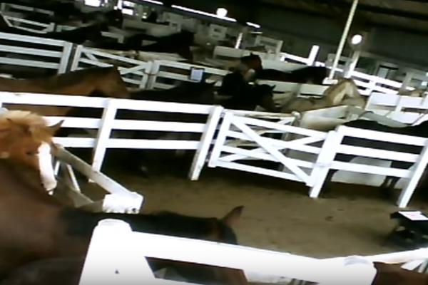 HOROR FARMA KAO NA FILMU: Izvlače krv kobilama i daju ih svinjama, a razlog je BIZARAN! (VIDEO)