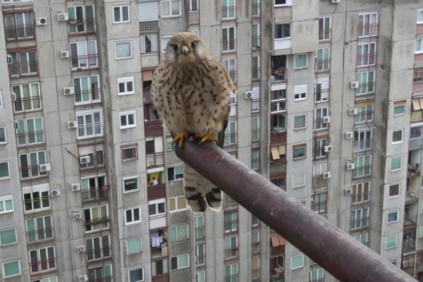 BLOKOVI PUNI SOKOLOVA! Ptičji predatori sleću na terase na Novom Beogradu, nemojte ih dirati! (FOTO)