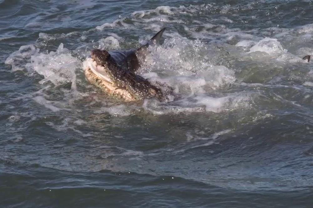 NOVI NAPAD MORSKOG PREDATORA: Krokodil IZUJEDAO turistu u poznatom letovalištu, drug SKOČIO u vodu da ga spasi!