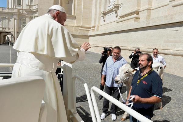 Papa Franja na poklon dobio kravu Lu (FOTO)