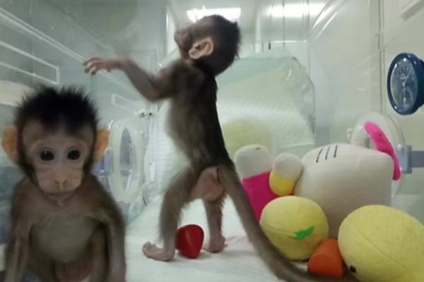 IGRAJU LI SE BOGA ILI NAUKA NAPREDUJE? Klonirani prvi majmuni, evo kako izgledaju (VIDEO)