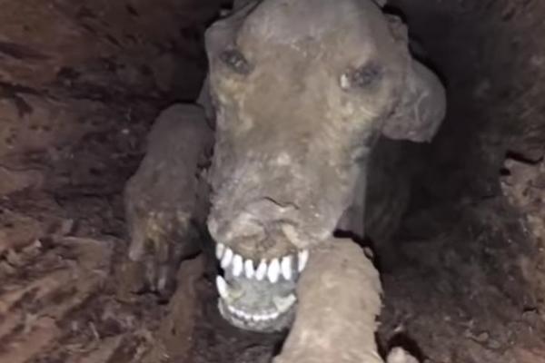 STUCKIE JE U DEBLU DRVETA PROVEO 20 GODINA: Mumificirani pas je jurio rakuna i ostao zatočen, a danas je PRAVA ATRAKCIJA! (VIDEO)