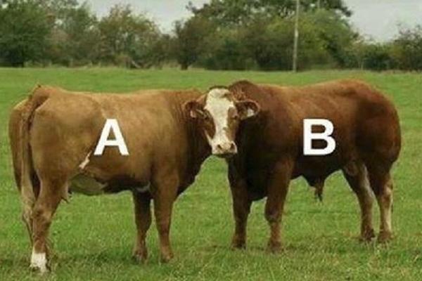 OPTIČKA ILUZIJA KOJA JE ZALUDELA INTERNET: Koja krava gleda u kameru?