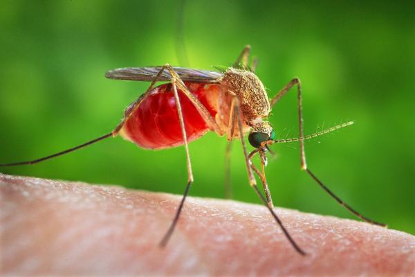 ODZVONILO JE VIRUSU ZAPADNOG NILA: Večeras od 18 akcija suzbijanja komaraca