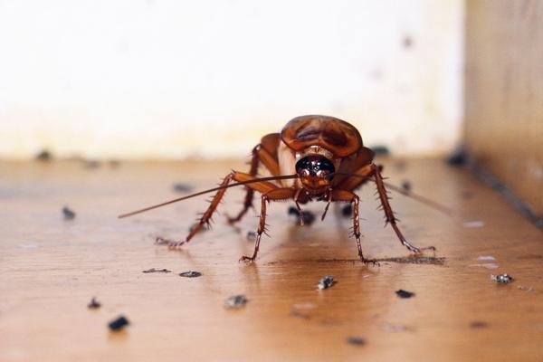 KAKO SE REŠITI BUBAŠVABA? Ovo su četiri koraka kojima možete STATI NA PUT ovim opasnim insektima!