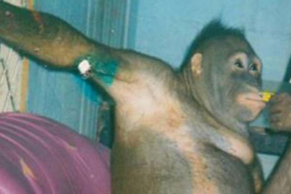 ZAVEZALI SU JE ZA ZID I SILOVALI GODINAMA! Nad orangutanom Poli su se iživljavali svi gosti bordela na Borneu
